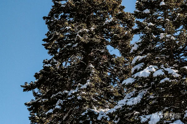 高清摄影 几棵树上覆盖着积雪。