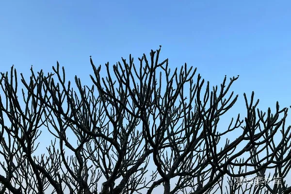 高清摄影 一只鸟栖息在树枝上