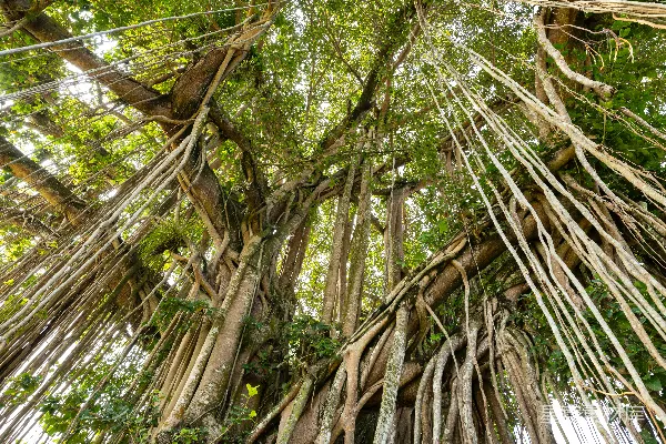 高清摄影 一棵繁茂的榕树，有许多下垂的气生根。