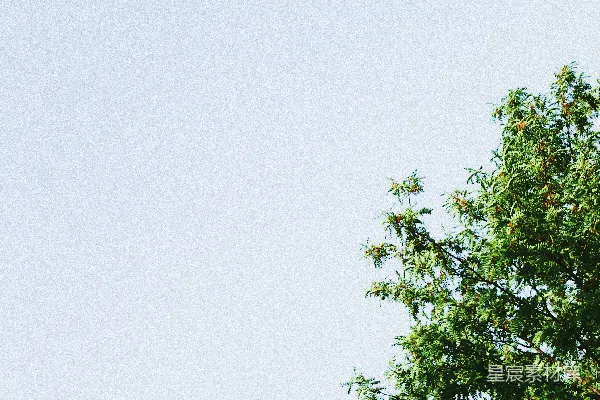 高清摄影 一棵树和蓝天