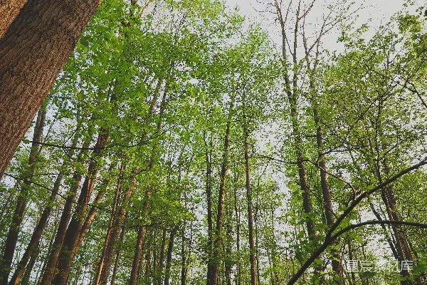 高清摄影 一片茂密的森林，充满了许多高大的树木。