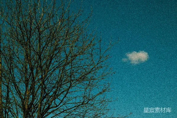 高清摄影 光秃的树枝映衬着清澈的蓝天。