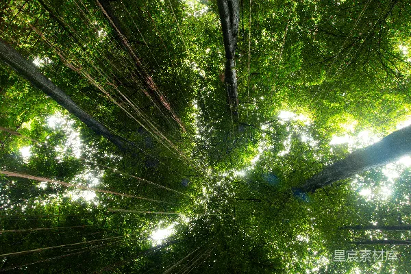 高清摄影 低角度拍摄白天绿色树木的照片