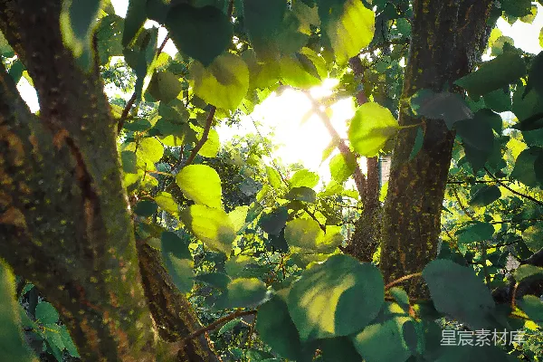 高清摄影 一棵带叶子的树