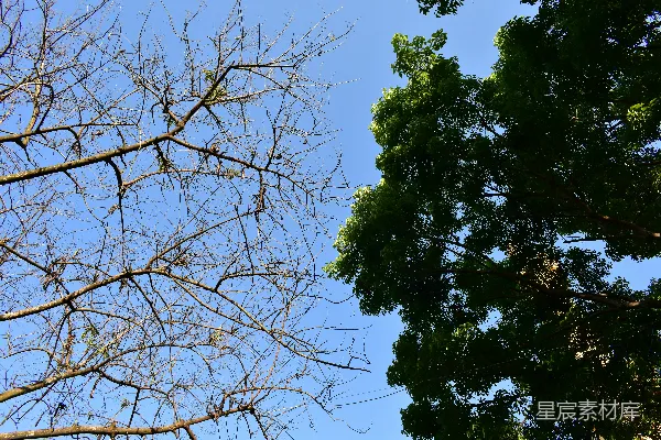 高清摄影 一只鸟栖息在树枝上。