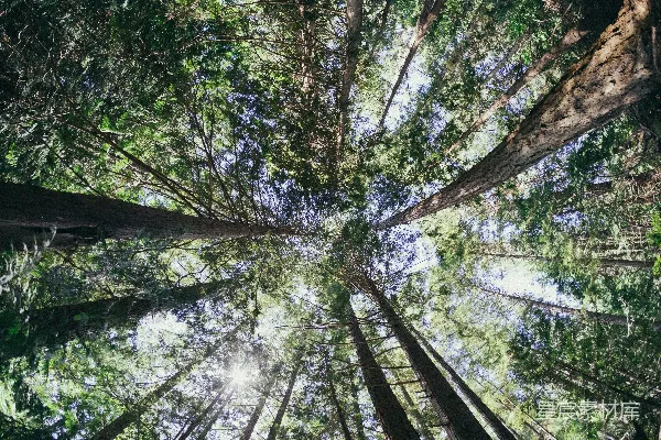 高清摄影 低角度拍摄树木
