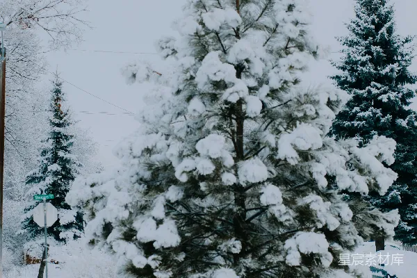 高清摄影 一棵覆盖着雪的松树在公园里