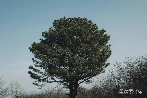 高清摄影 一片田野中间的一棵孤树