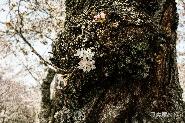 高清摄影 一棵开满花的树