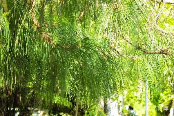高清摄影 一只鸟栖息在树枝上。