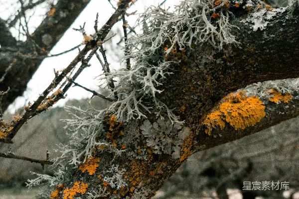 高清摄影 一棵长着地衣的树的特写照片