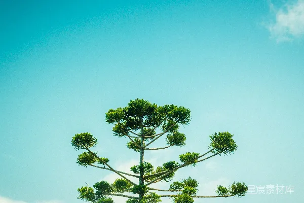 高清摄影 白天蓝天下的绿树