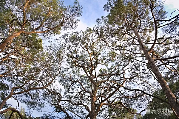 高清摄影 高耸的松树伸向蓝天。