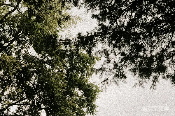 高清摄影 两只羊并排站在一片郁郁葱葱的草地上。