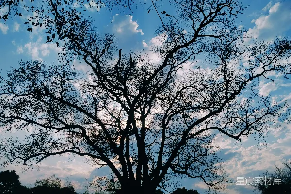 高清摄影 没有树叶的树和背景中的蓝天。