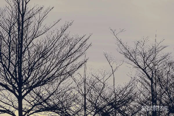 高清摄影 光秃秃的树木剪影在苍白的天空下。