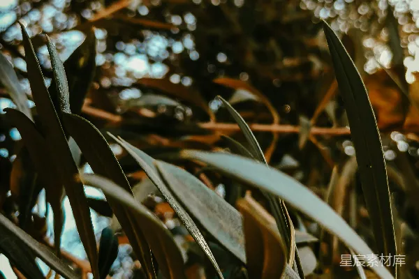 高清摄影 一张树叶茂盛的树的特写照片