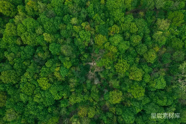高清摄影 白天拍摄的森林高大绿树的航拍照片