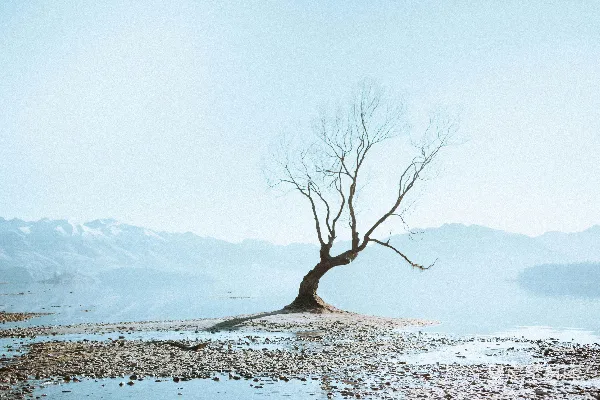 高清摄影 白天雪地上的光秃秃的树