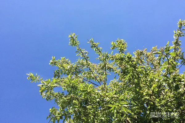 高清摄影 绿树的枝条在清澈的蓝天背景下。