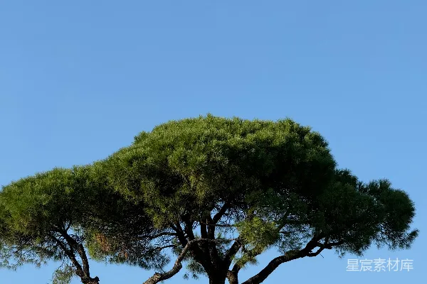 高清摄影 一棵紧挨着建筑物的树
