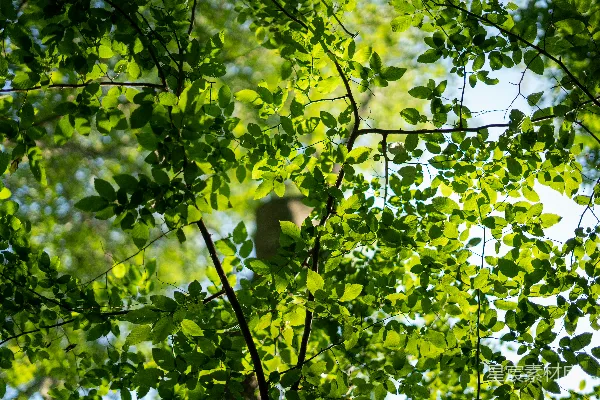 高清摄影 一只鸟栖息在树枝上。