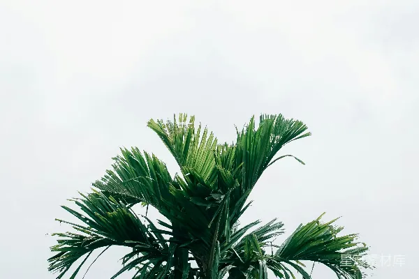 高清摄影 一棵棕榈树在田野中间