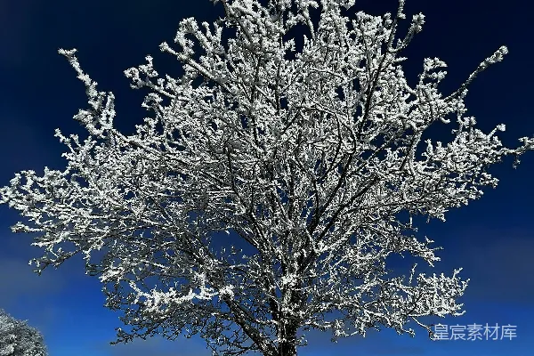 高清摄影 一棵覆盖着积雪的树在田野中央