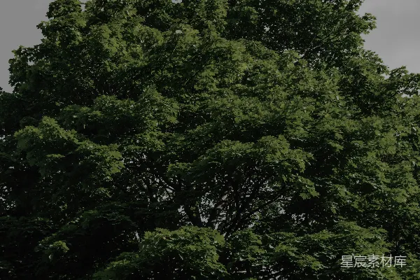 高清摄影 绿树白云下