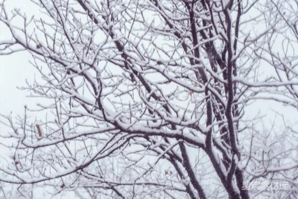 高清摄影 一棵被雪覆盖的无叶树