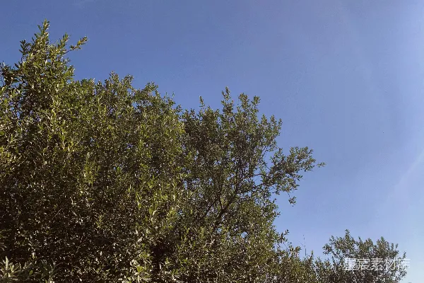 高清摄影 一组树