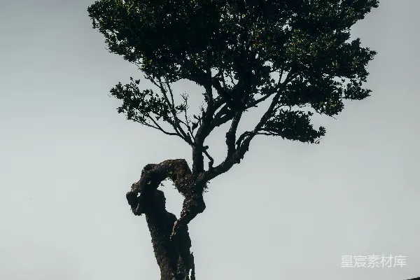 高清摄影 山顶上一棵孤独的树