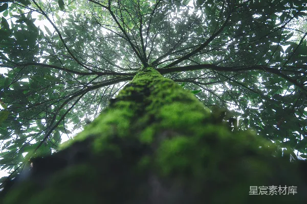 高清摄影 绿叶树