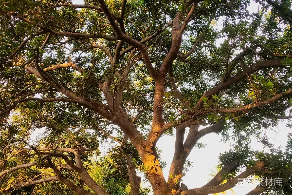 高清摄影 一片草地旁的小山上有一棵大树。