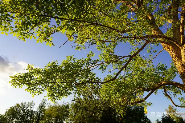 高清摄影 白天蓝天下的一棵绿树