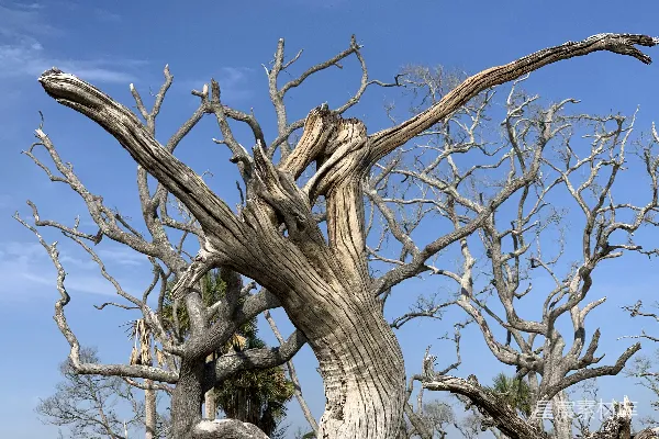 高清摄影 一棵倒下的树在田野中央。