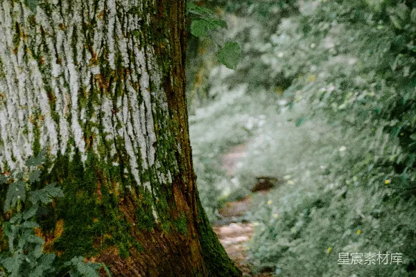 高清摄影 一棵长满青苔的树干