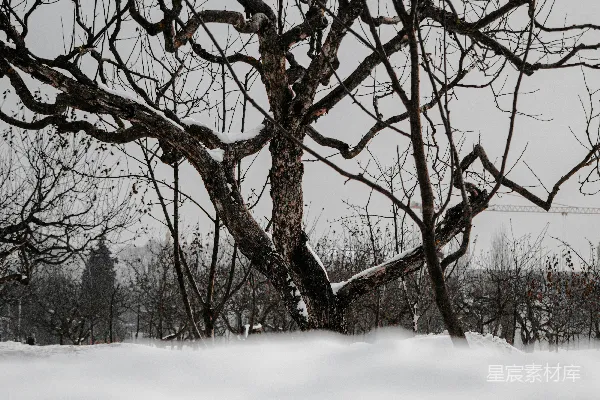 高清摄影 白天，棕色光秃的树矗立在积雪覆盖的地面上。