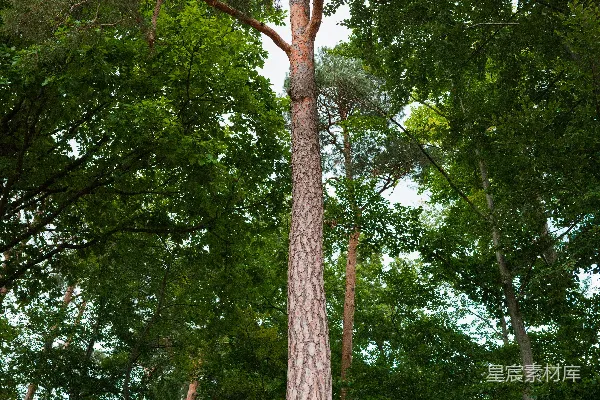 高清摄影 在石墙上长出的高大松树，根部裸露在外。