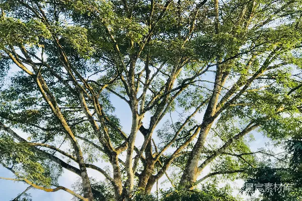 高清摄影 蓝天下白天的绿树