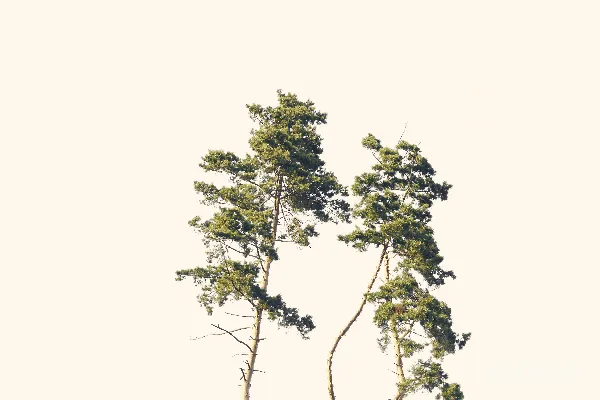 高清摄影 绿树白天空下