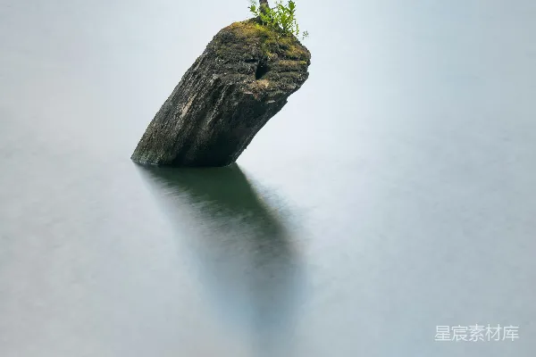 高清摄影 一棵树长在水中的树桩上。