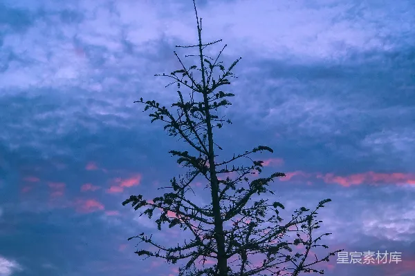 高清摄影 一棵孤树在五彩缤纷的天空背景下剪影。