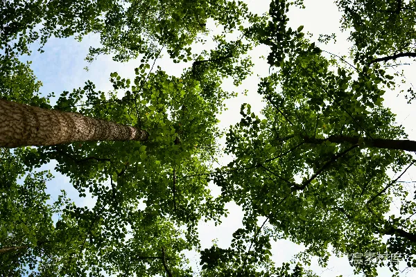 高清摄影 白天拍摄绿色树叶树的低角度照片