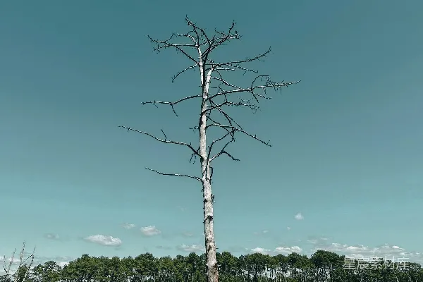 高清摄影 一棵树在田野里