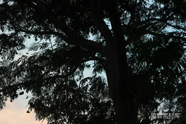 高清摄影 白天，绿树在白天下方