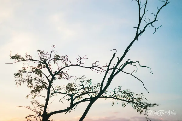 高清摄影 一棵没有树叶的树在夕阳前。