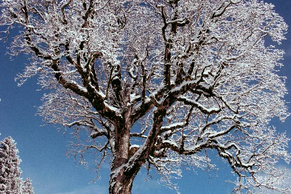 高清摄影 一棵被雪覆盖的树，位于一片雪地中央