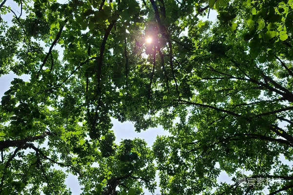 高清摄影 阳光照耀下的绿树