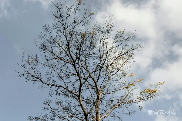 高清摄影 白天蓝天下的光秃秃的棕色树木